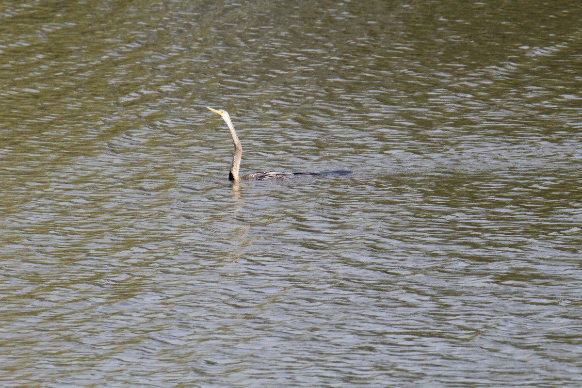 Doğu Yılanboyunu - ML646337612