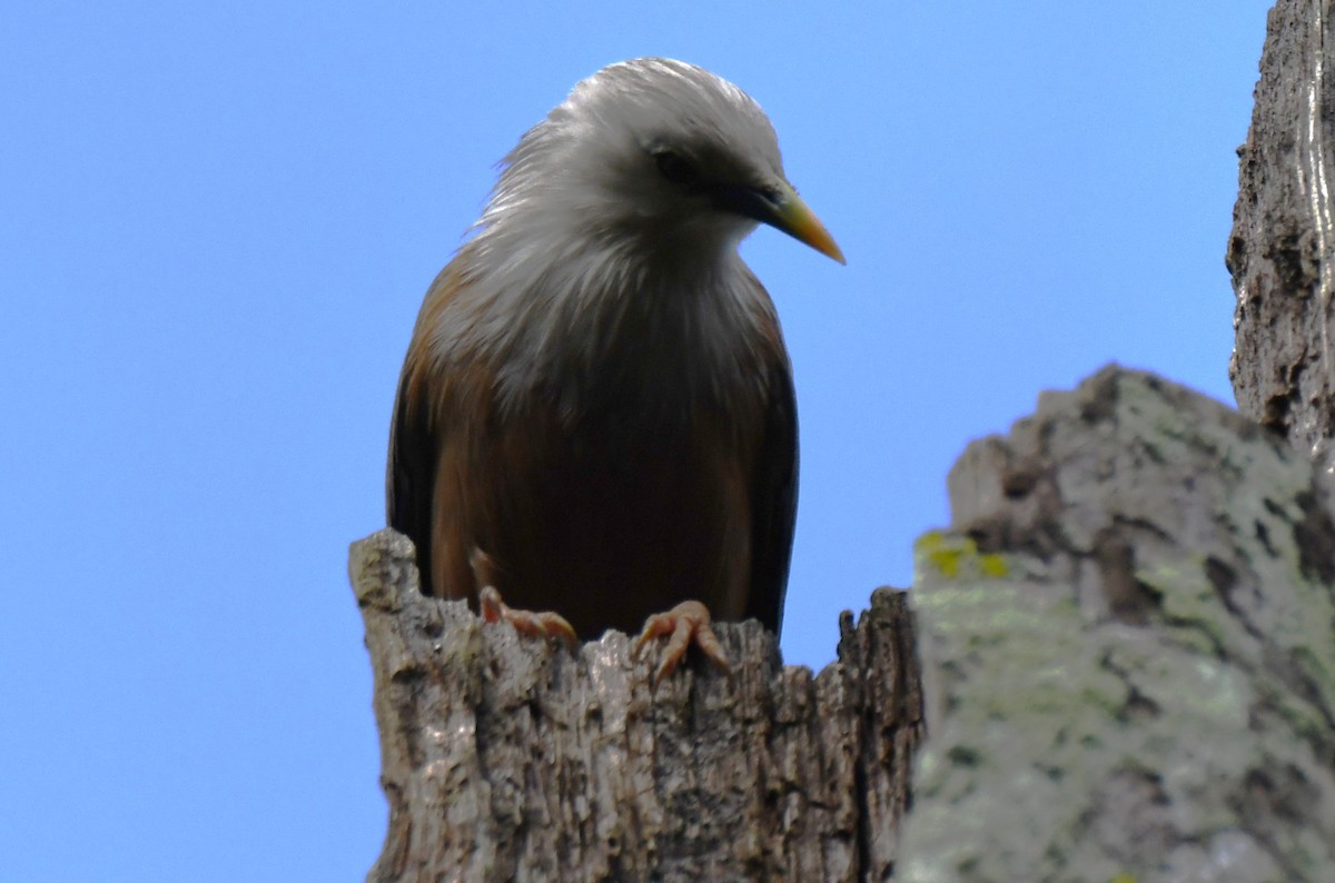 Estornino de Blyth - ML646337613