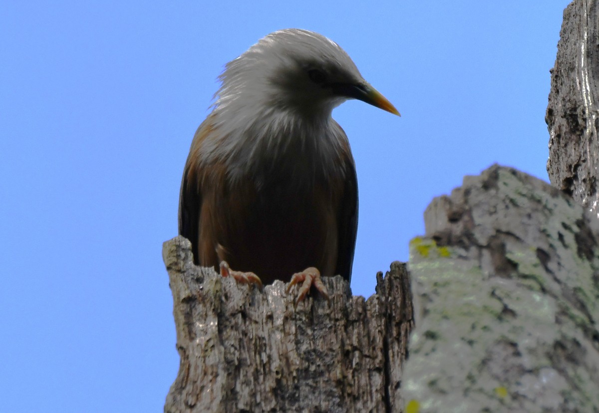 Estornino de Blyth - ML646337617