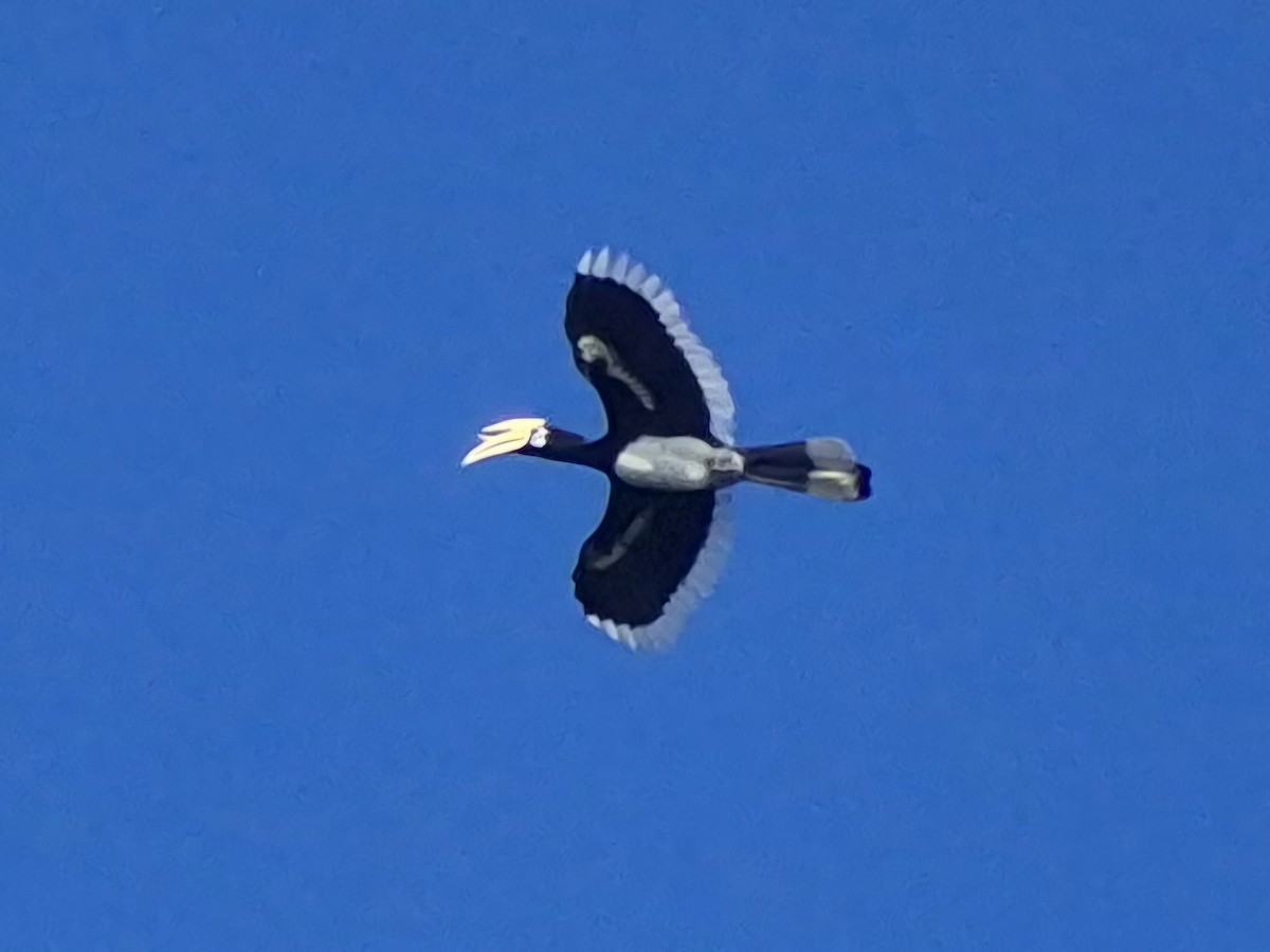 Oriental Pied-Hornbill - ML646337618