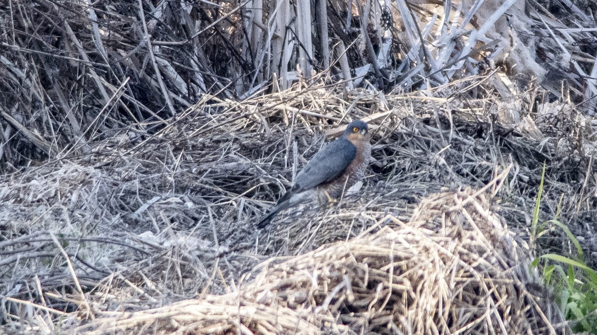 Eurasian Sparrowhawk - ML646337619