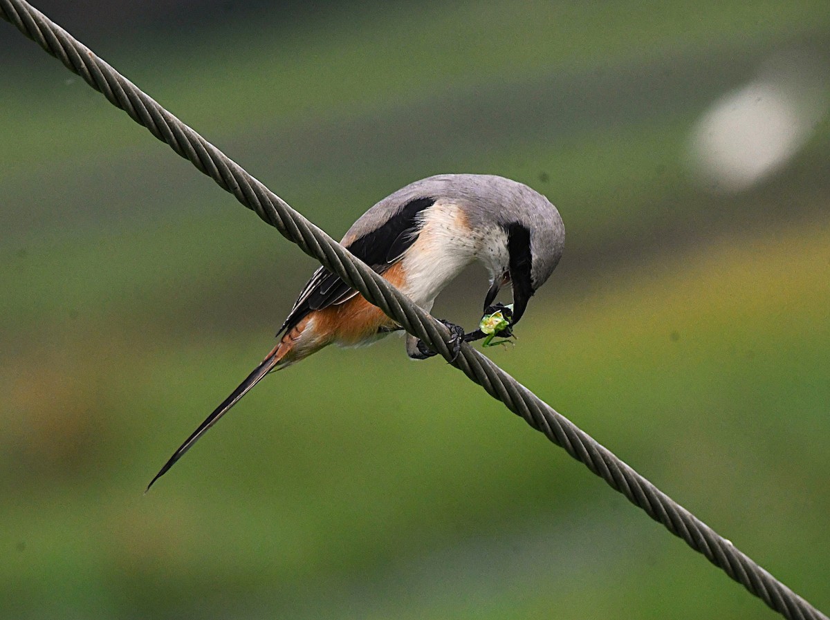 Long-tailed Shrike - ML646337620