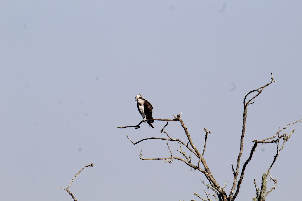 Águila Pescadora - ML646337622