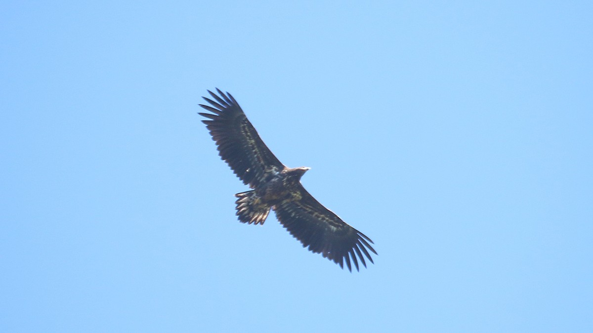 White-tailed Eagle - ML646337634