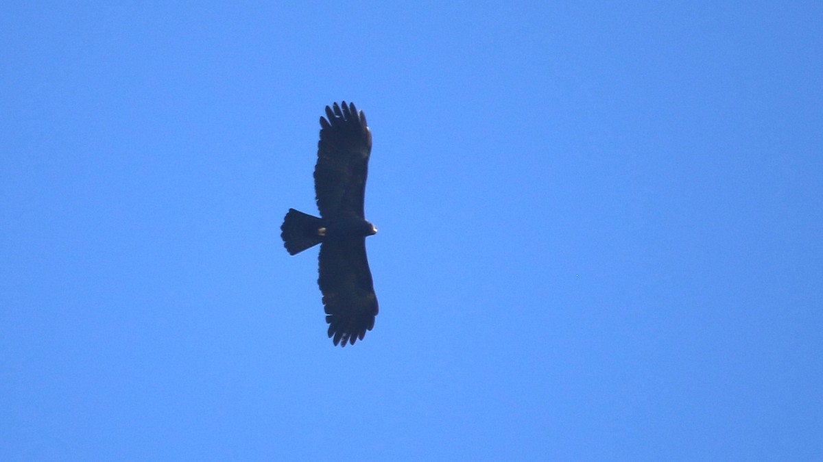 Black Eagle - ML646337637