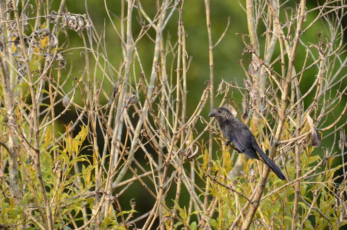 Ані товстодзьобий - ML646337643