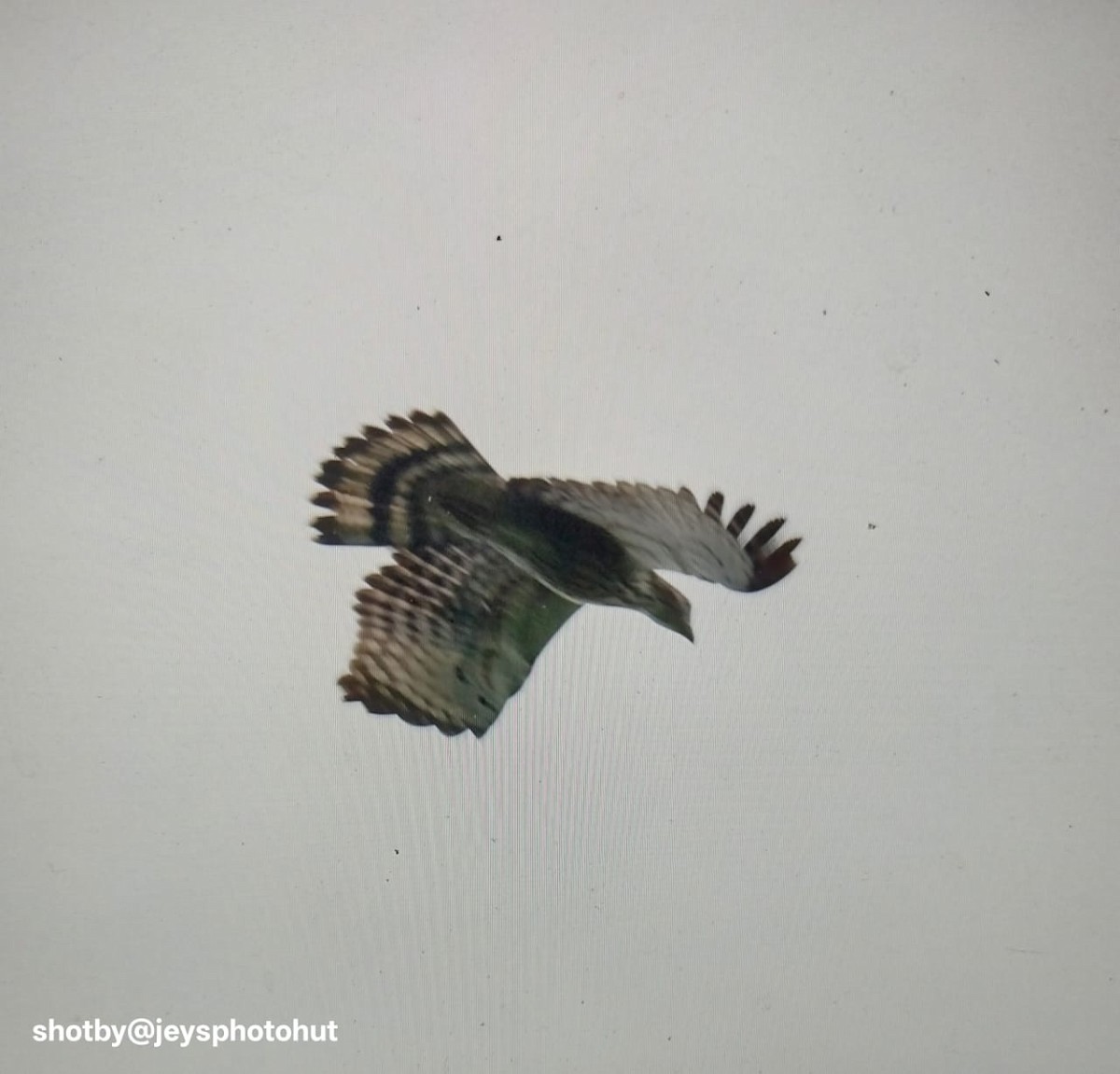 Oriental Honey-buzzard - ML646337645