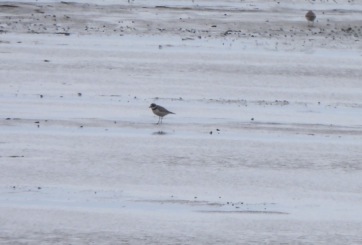 חופמי אמריקני - ML646337647