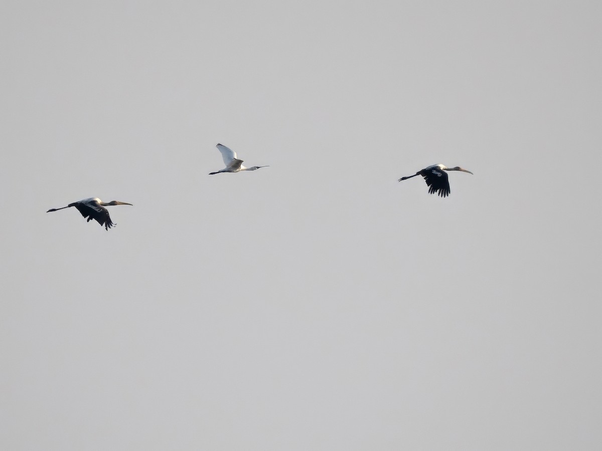 Black-faced Spoonbill - ML646337653