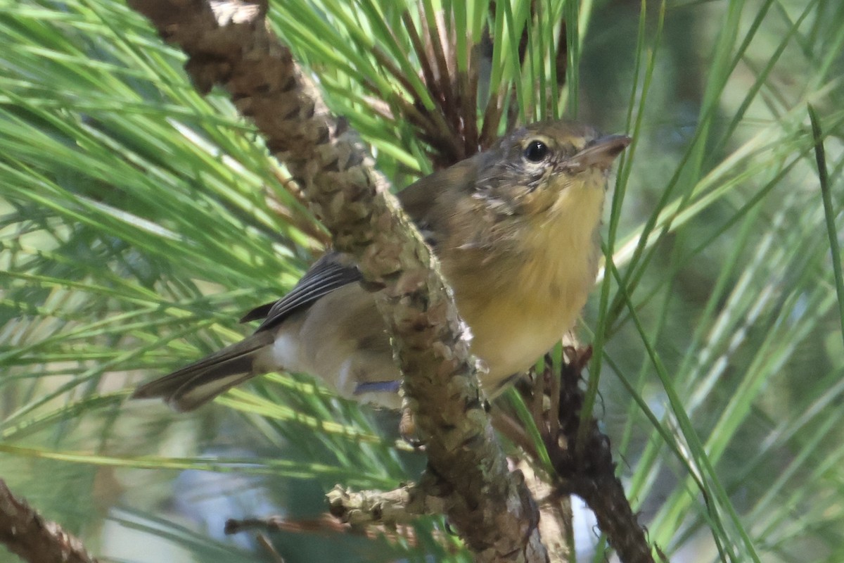 Pine Warbler - ML646337654