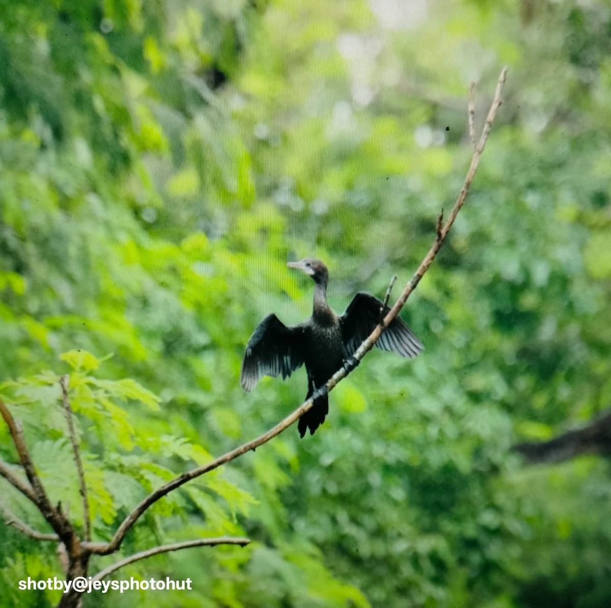 Little Cormorant - ML646337656