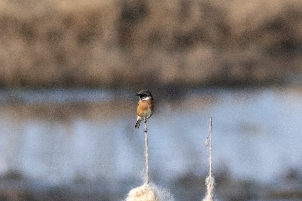 European Stonechat - ML646337657