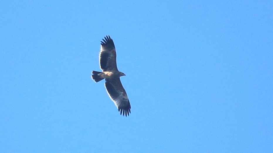 Imperial Eagle - ML646337658