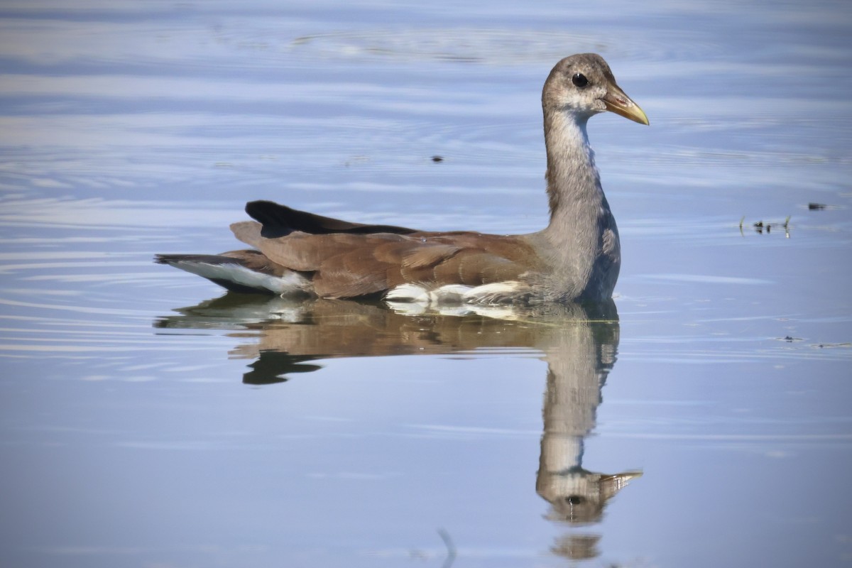 סופית אמריקנית - ML646337659
