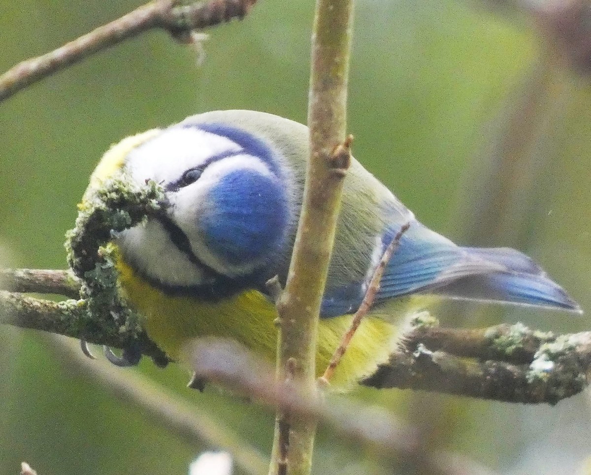 sýkora modřinka - ML646337661