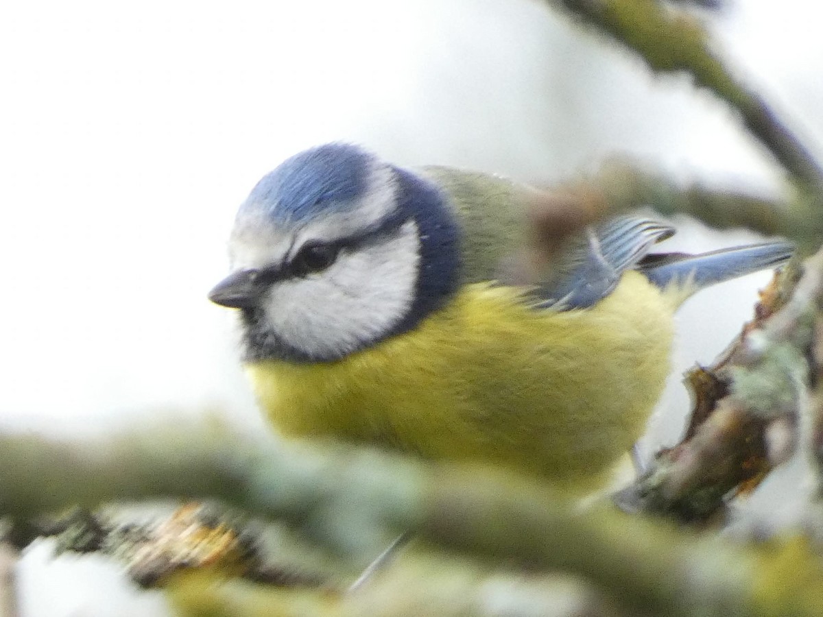 sýkora modřinka - ML646337662