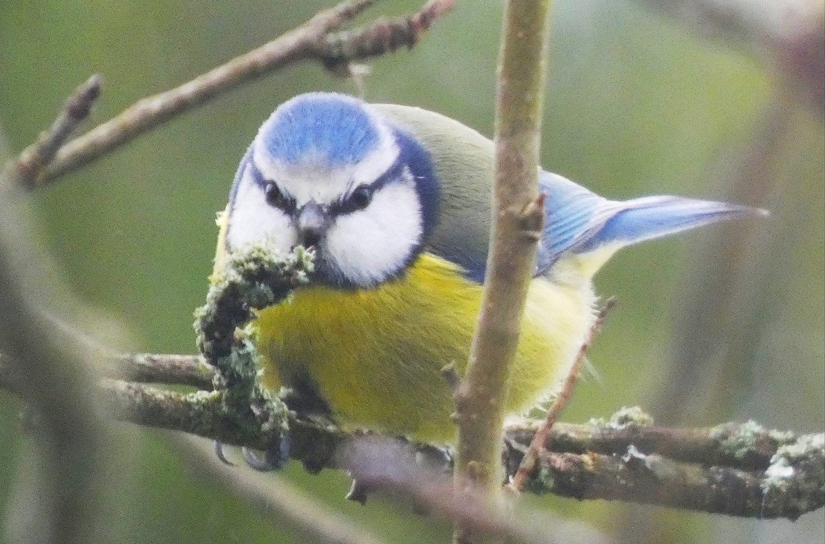 sýkora modřinka - ML646337663