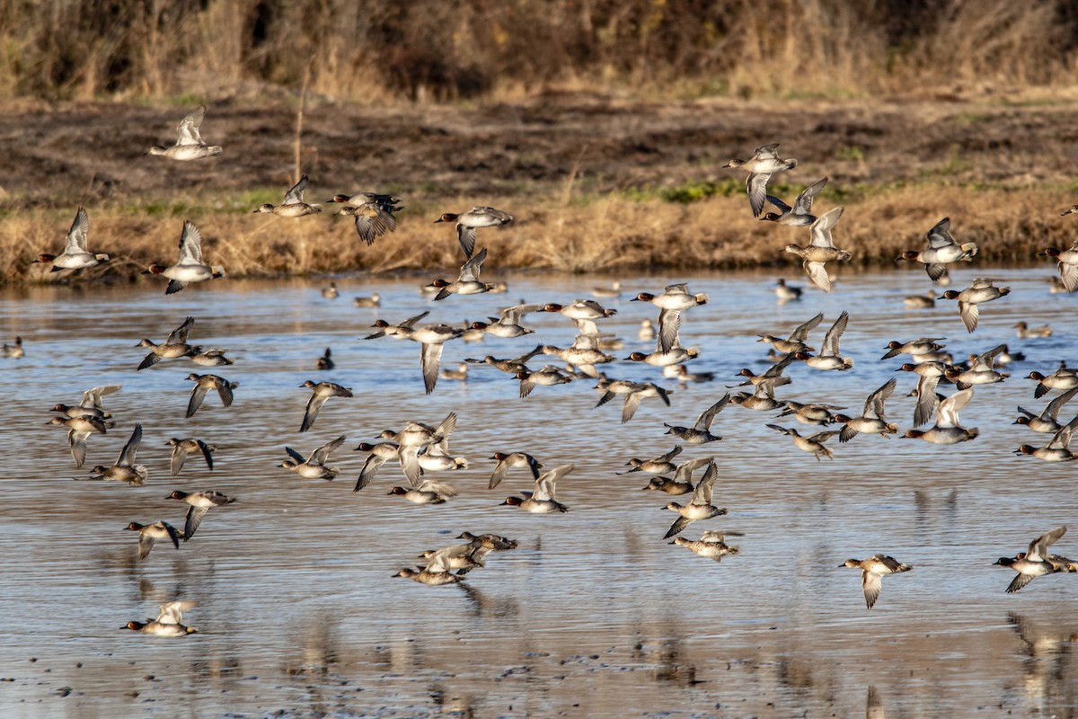 Green-winged Teal - ML646337665