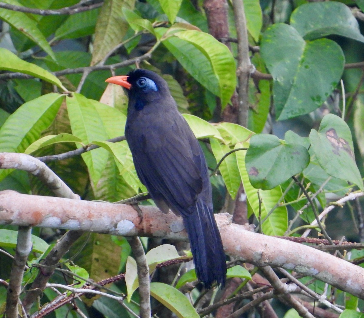 Black Laughingthrush - ML646337666