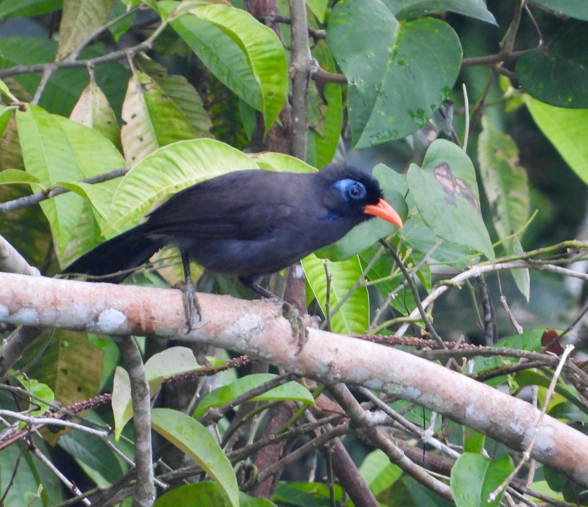 Black Laughingthrush - ML646337667