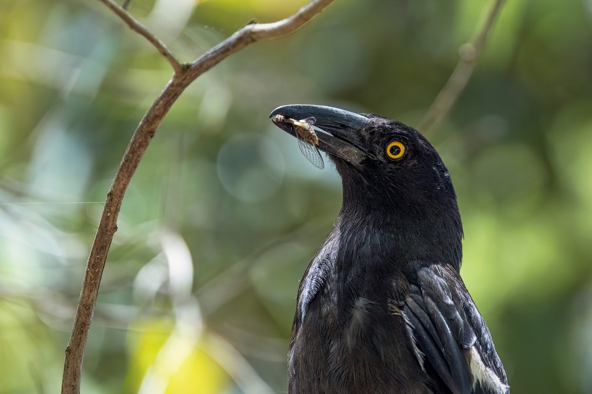Pied Currawong - ML646337670