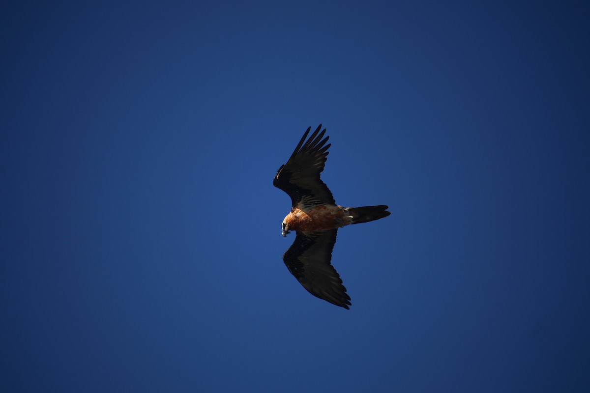 Bearded Vulture - ML646337678