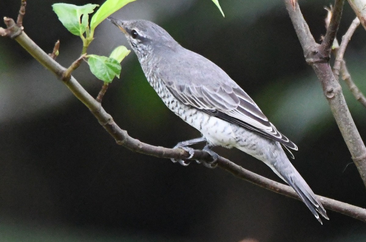 Black-headed Cuckooshrike - ML646337679