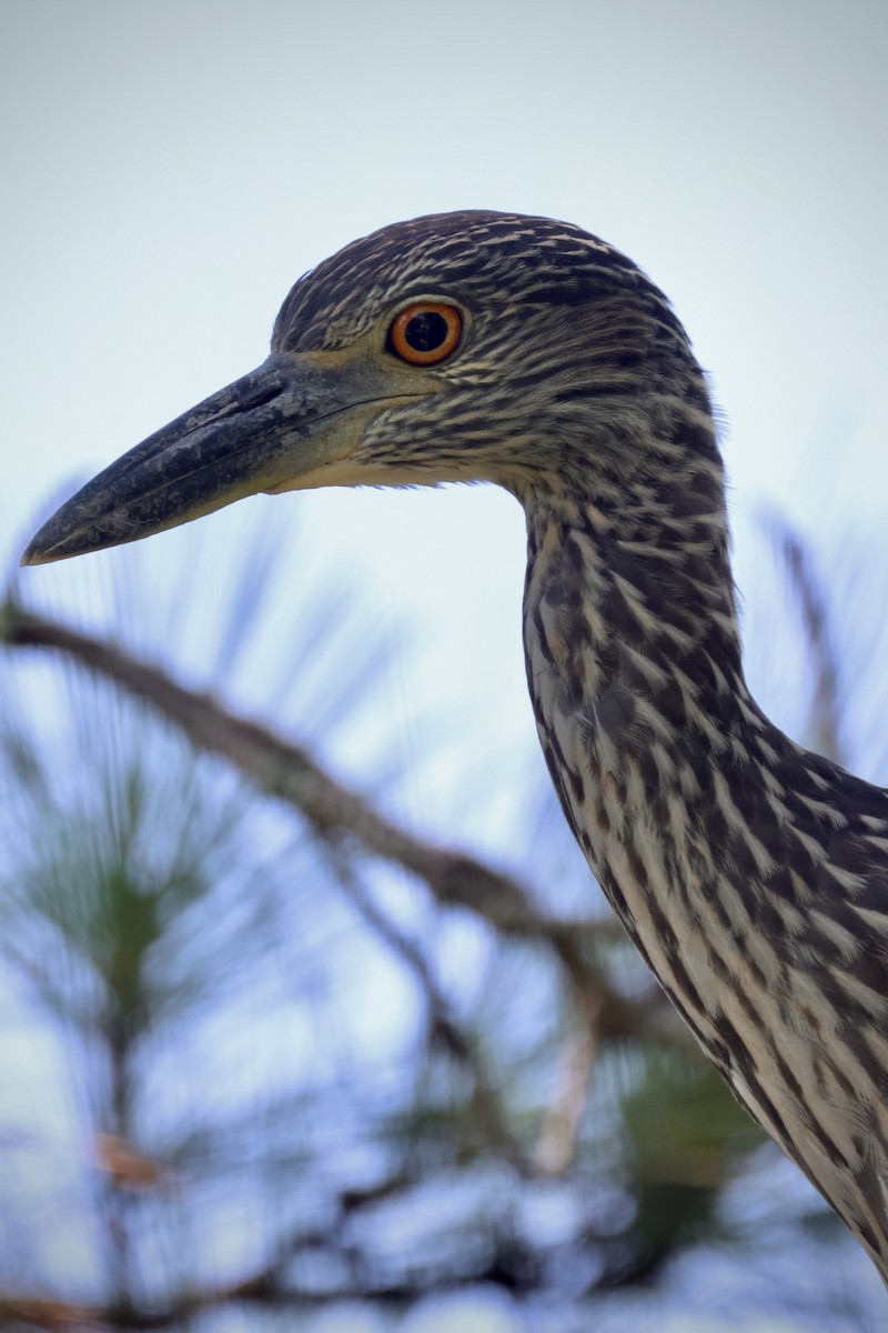 אנפת לילה צהובת-כיפה - ML646337681