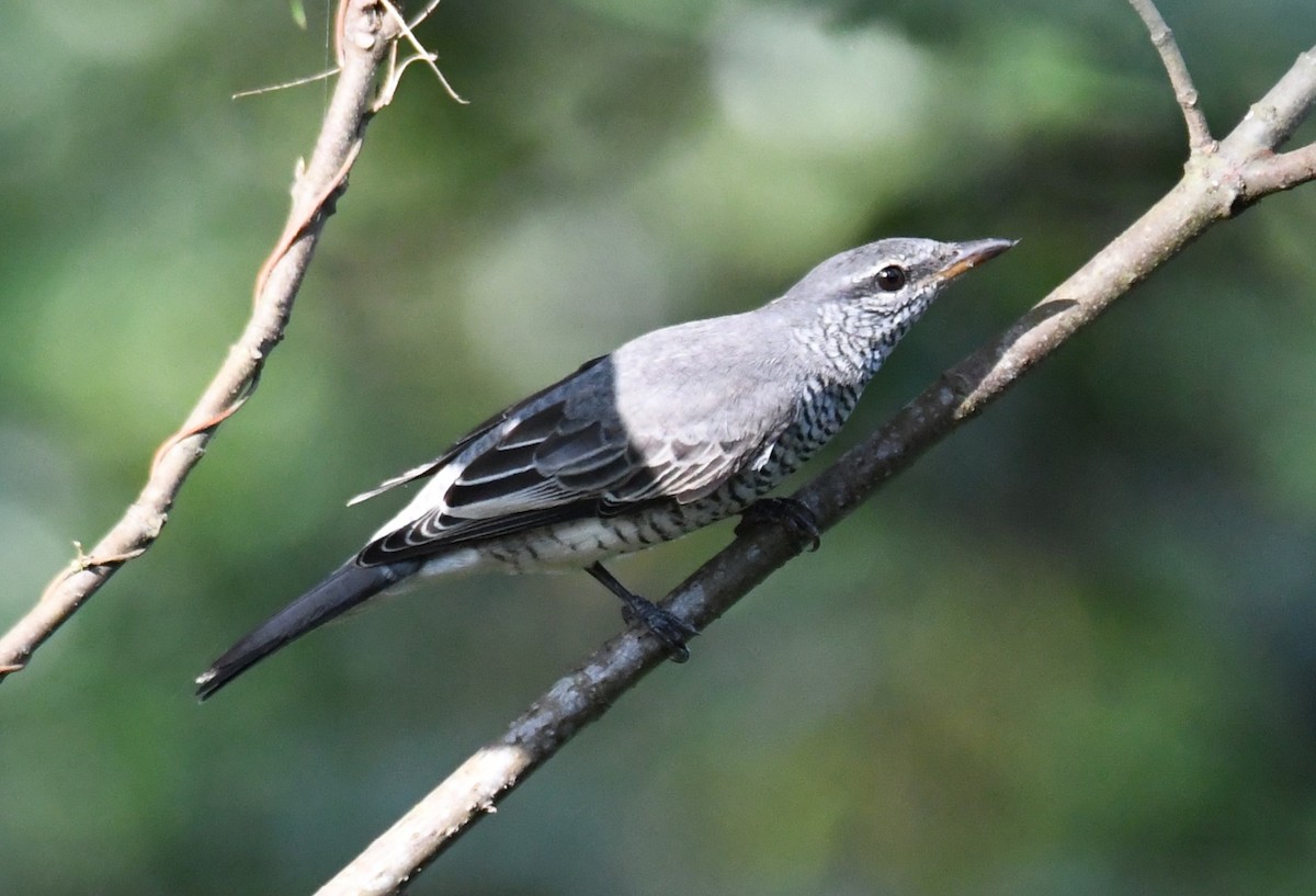 Black-headed Cuckooshrike - ML646337682