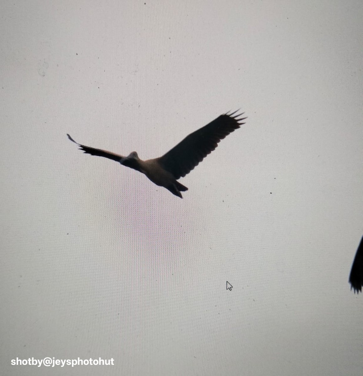 hadadaibis - ML646337683