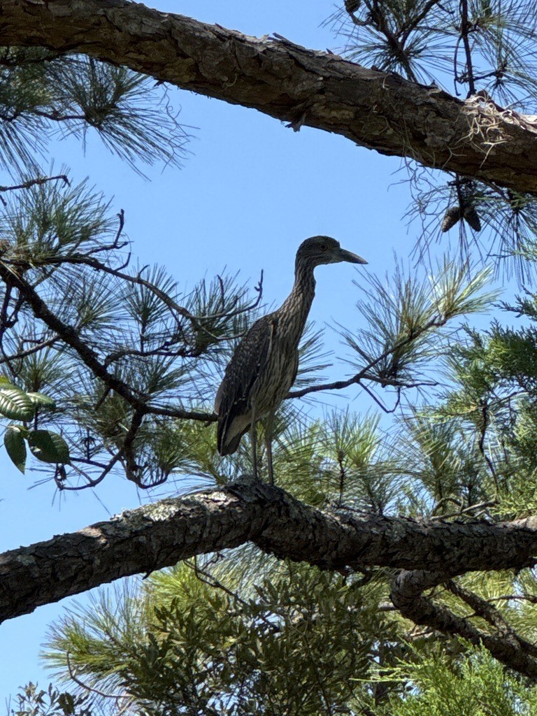 אנפת לילה צהובת-כיפה - ML646337684
