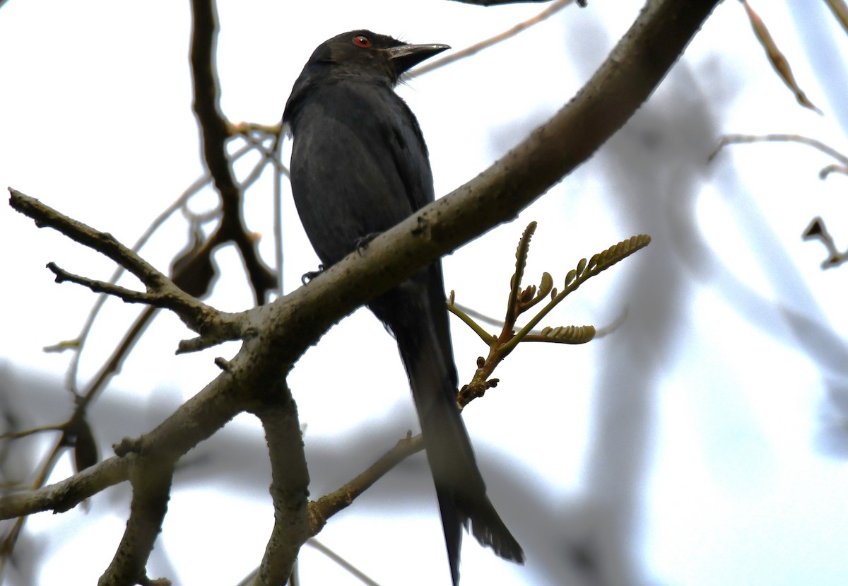 Ashy Drongo - ML646337685