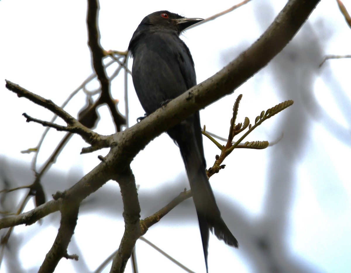 Ashy Drongo - ML646337686