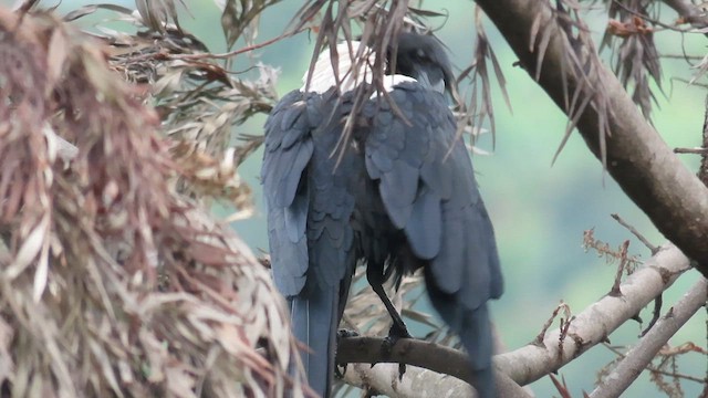 Пегая ворона - ML646337687