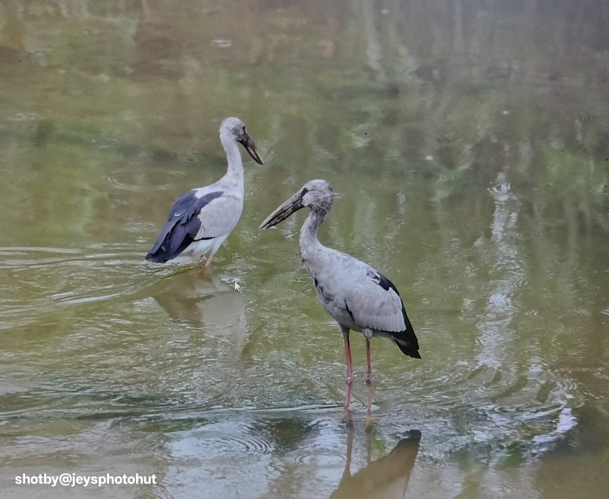 Asian Openbill - ML646337688