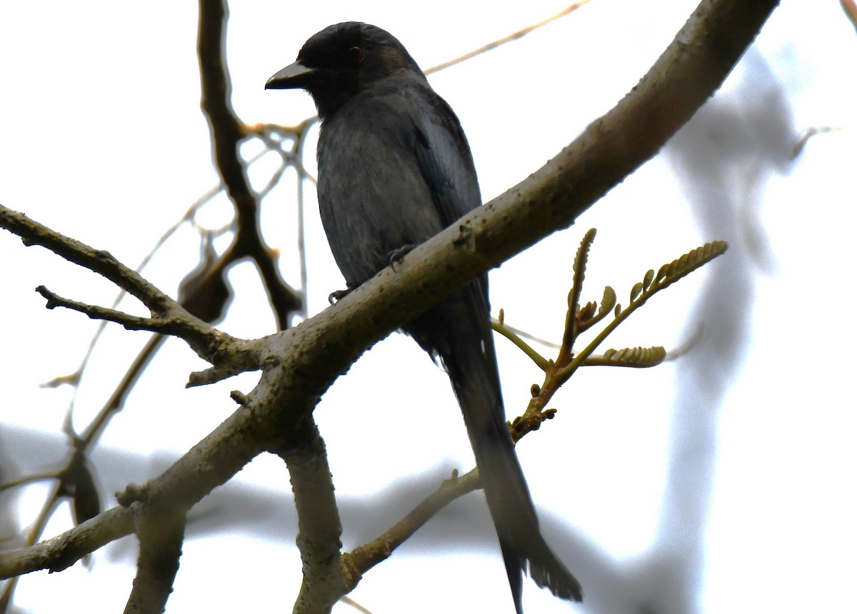 Ashy Drongo - ML646337689