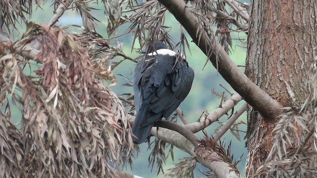 Крук строкатий - ML646337693