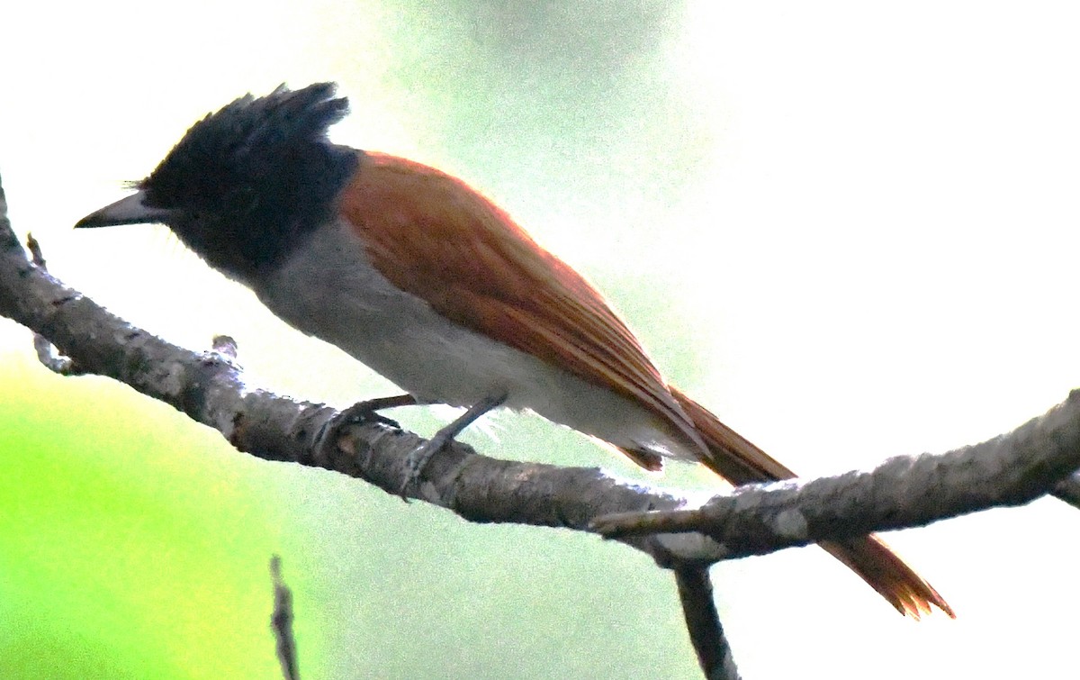 Indian Paradise-Flycatcher - ML646337694