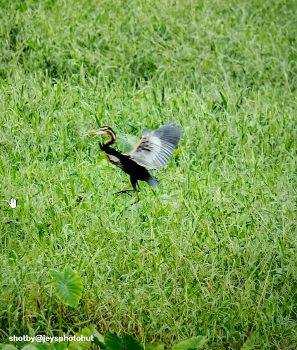 Purple Heron - ML646337695