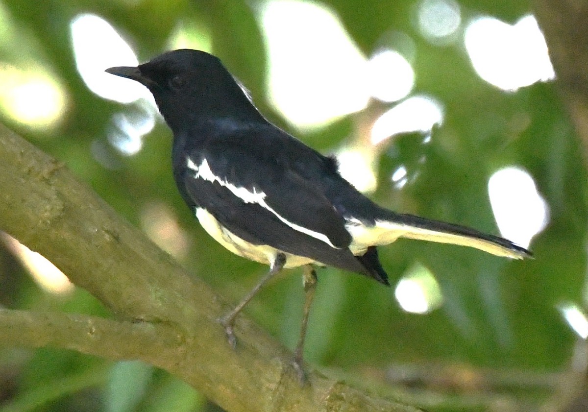 Oriental Magpie-Robin - ML646337708