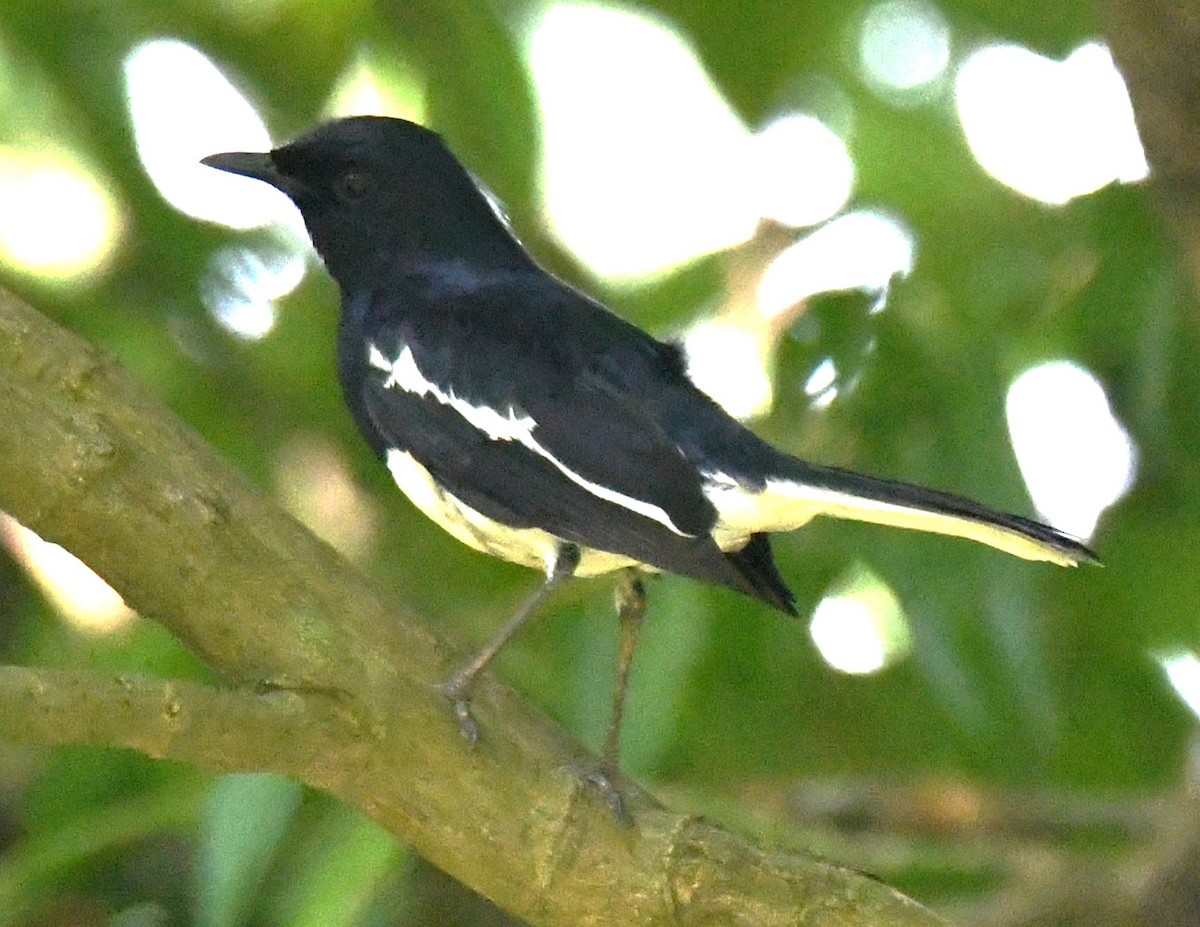 Oriental Magpie-Robin - ML646337711