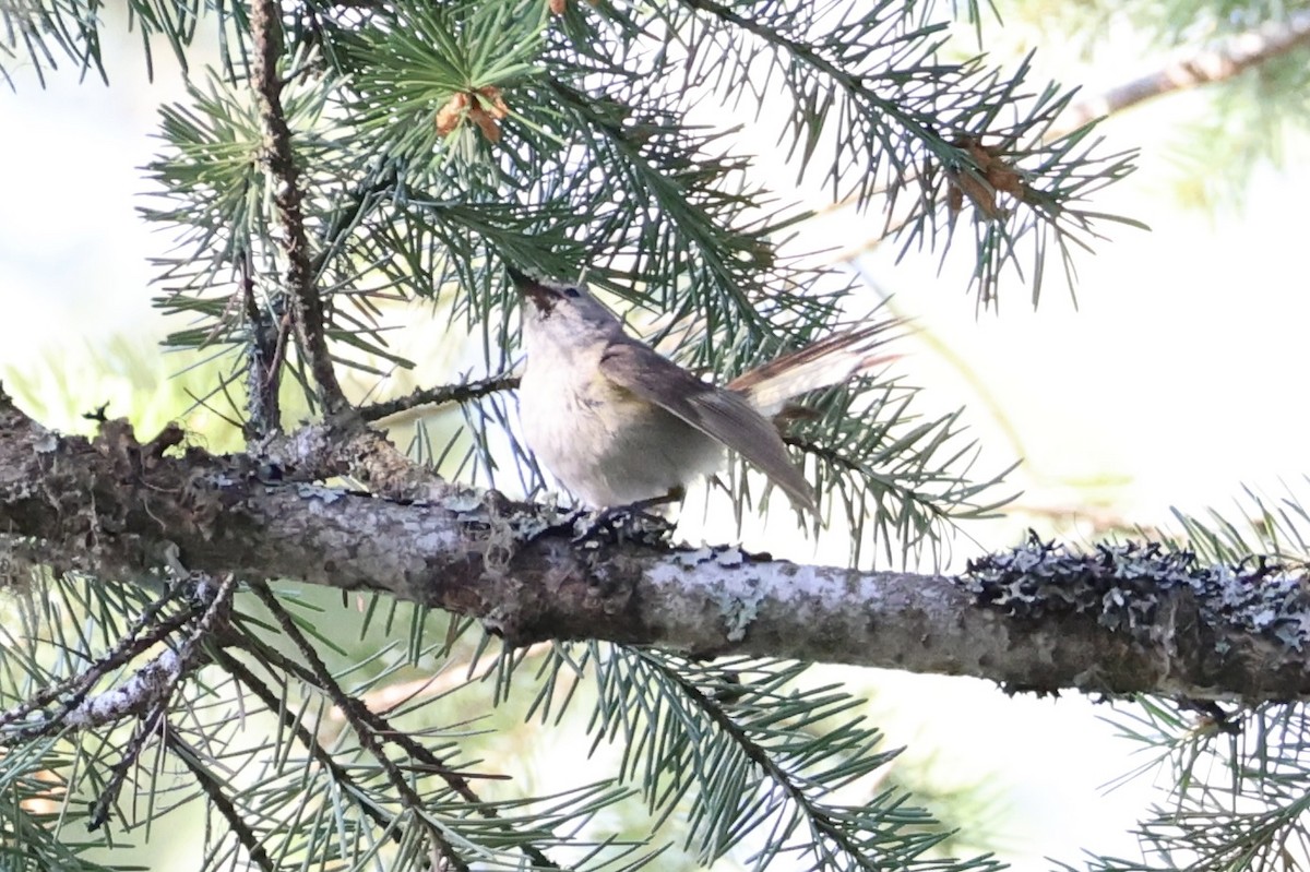 American Redstart - ML646337712