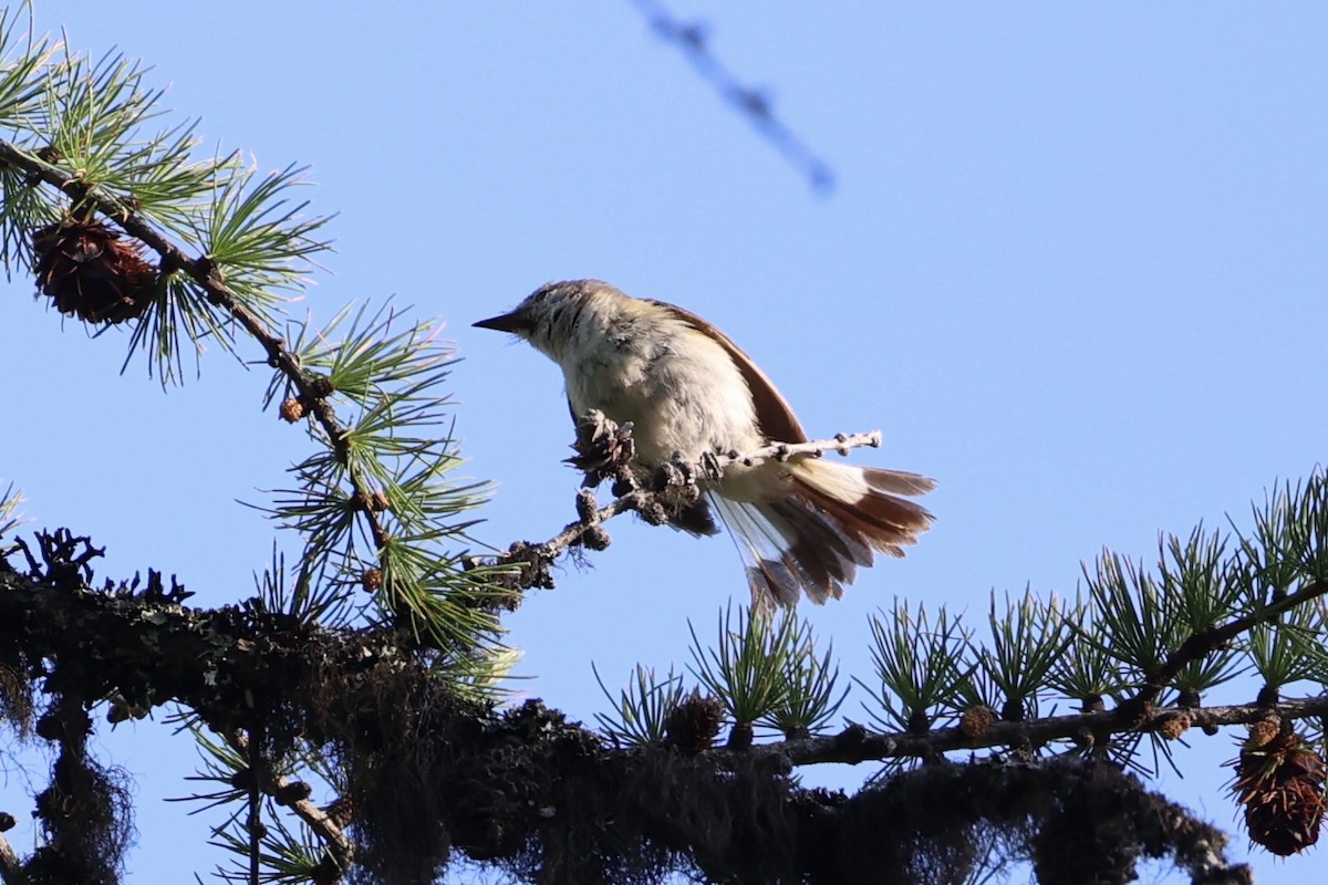 American Redstart - ML646337713
