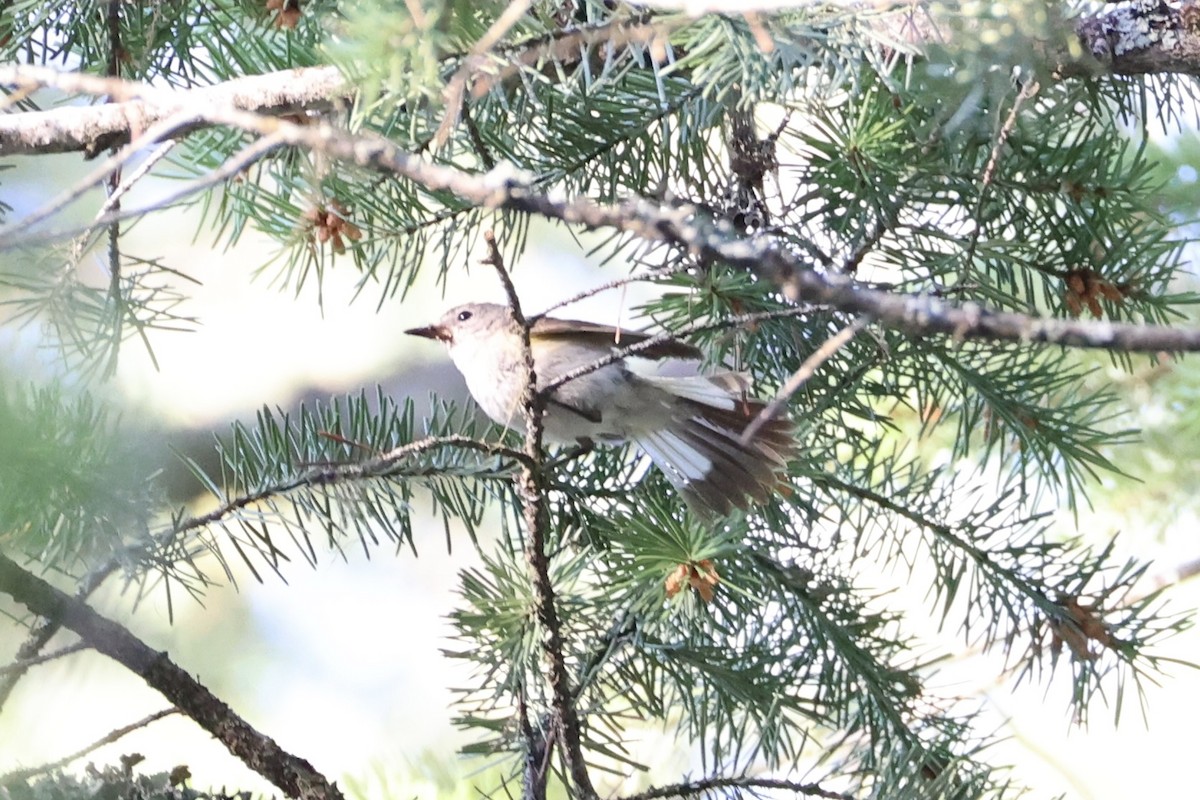 American Redstart - ML646337714