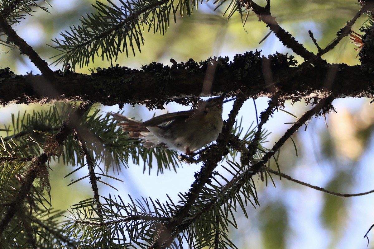 American Redstart - ML646337715