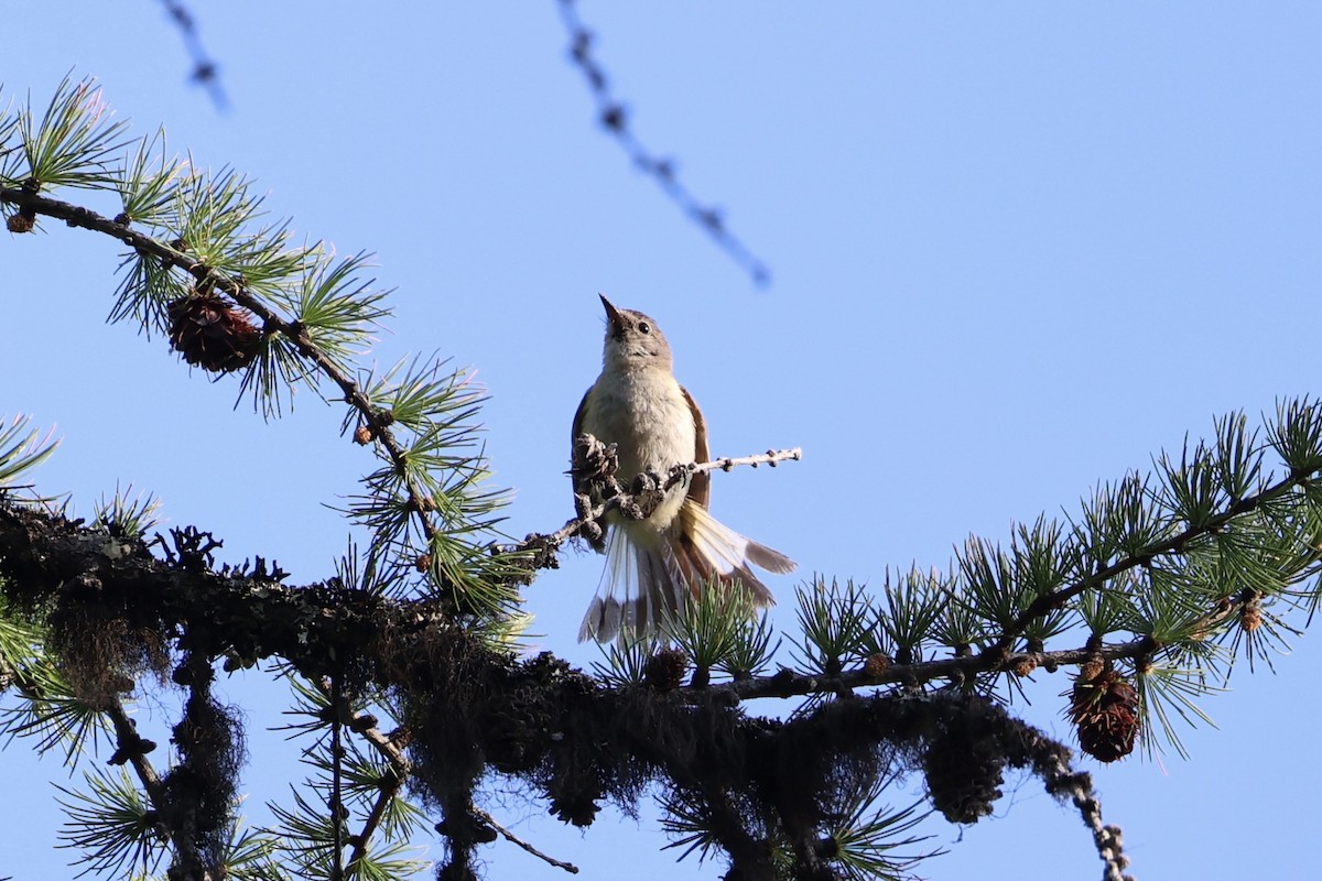 American Redstart - ML646337716