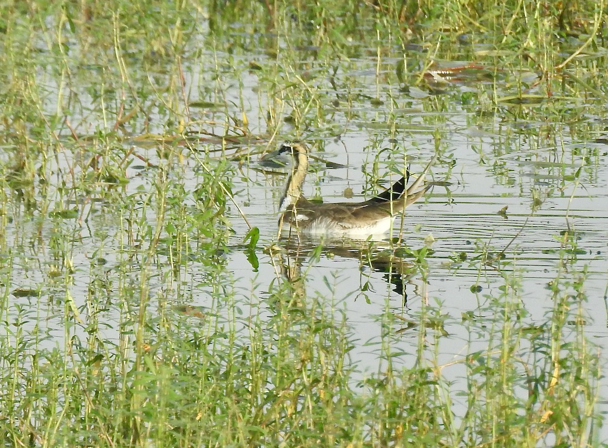 Sülün Kuyruklu Jakana - ML646337718