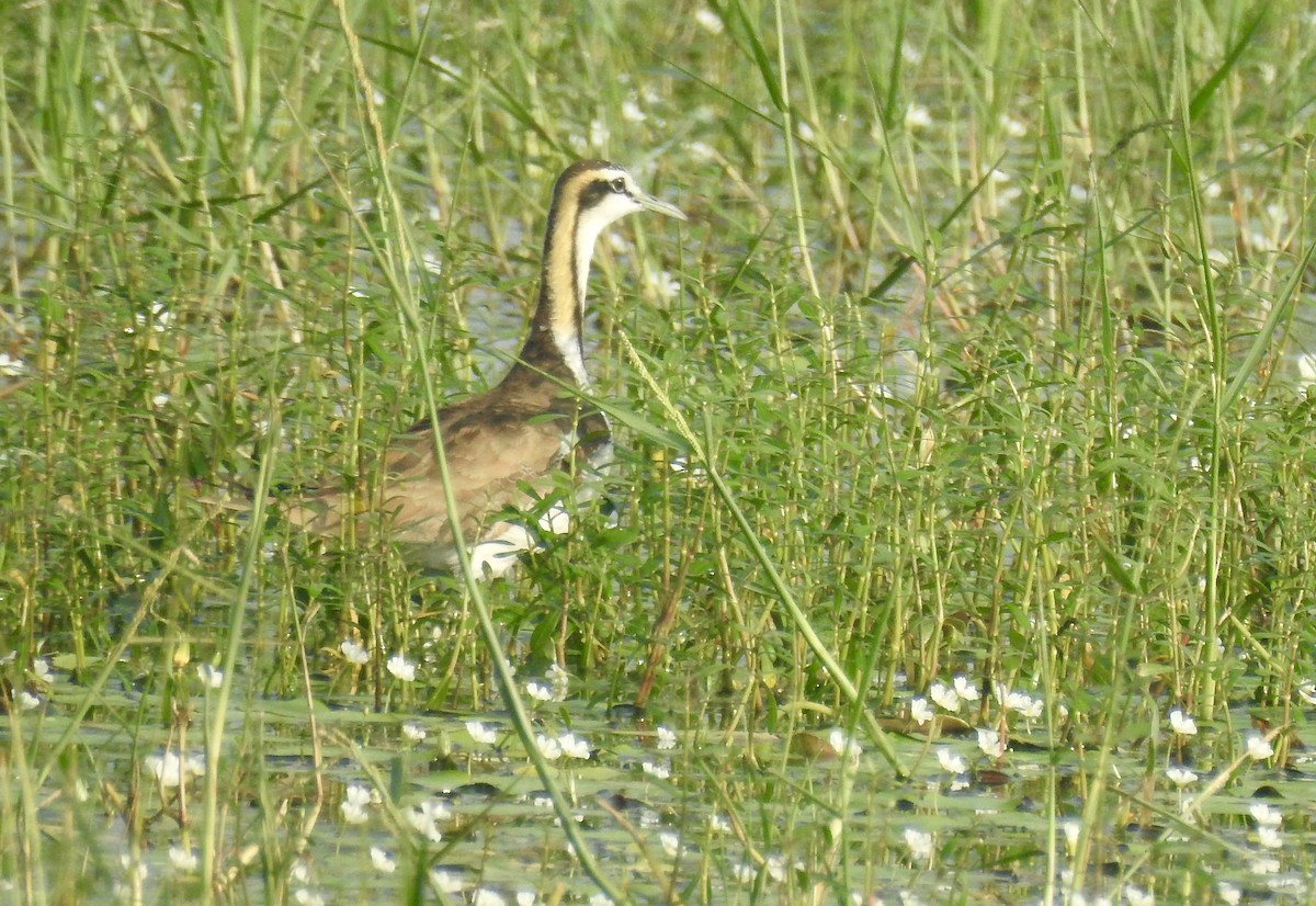 Sülün Kuyruklu Jakana - ML646337724