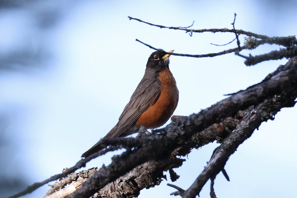 American Robin - ML646337725