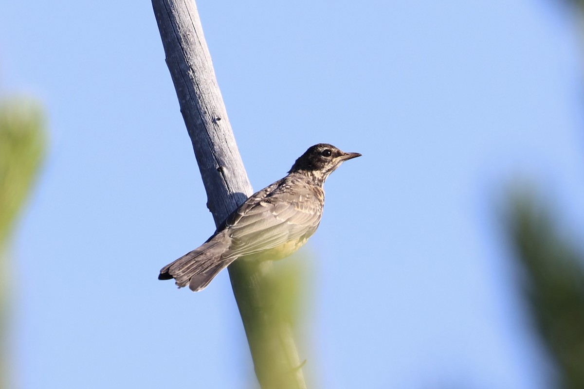 American Robin - ML646337726